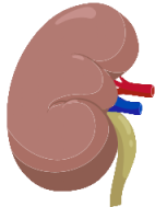 肾